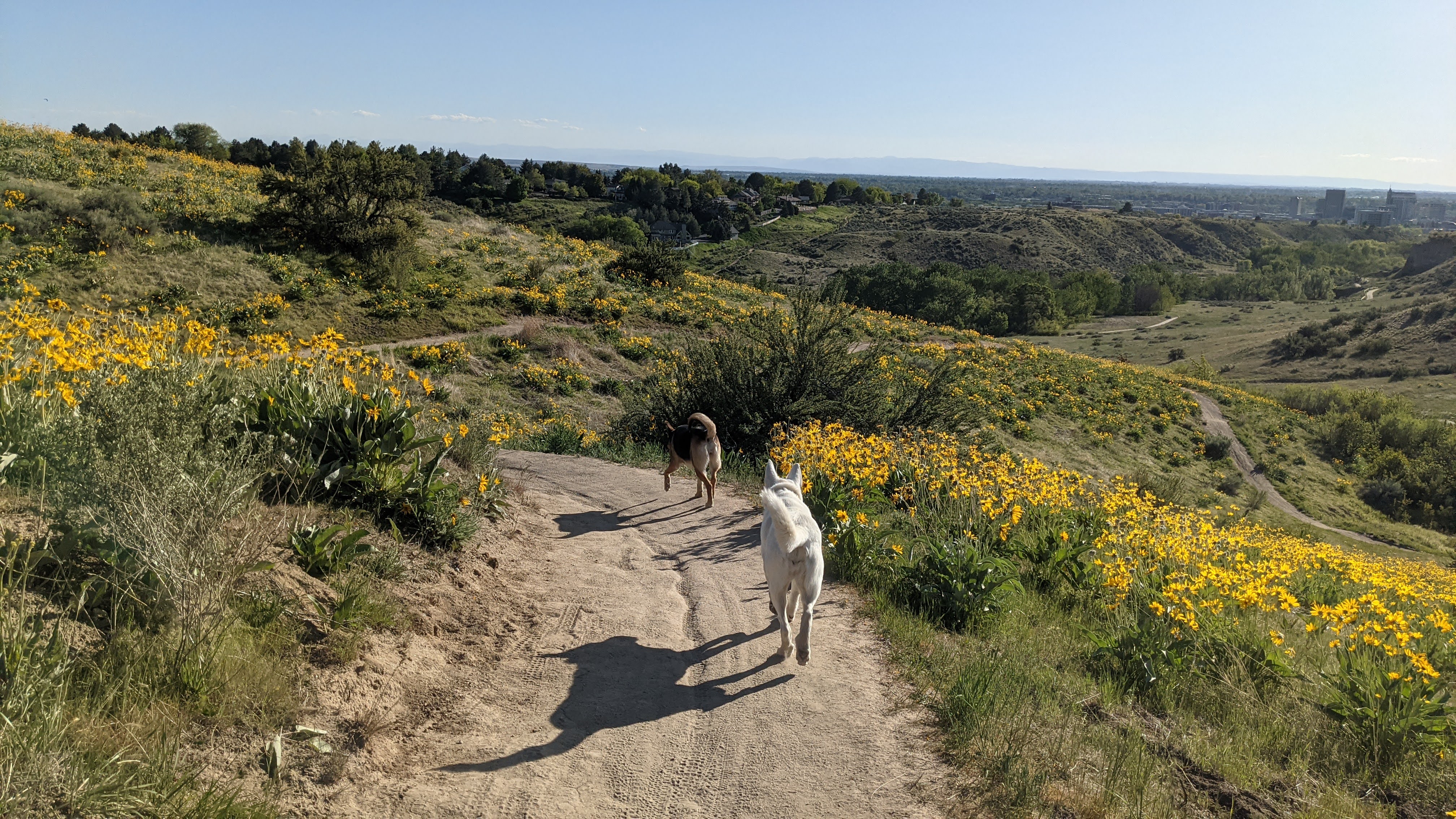 Arrowleaf Balsamroot